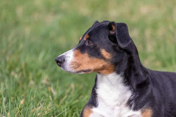 付録マウンテン犬 犬のクローズアップの肖像画 — ストック写真