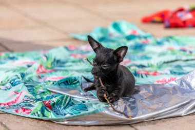 Genç chihuahua Poddle köpek yavrusu sopayı ısırıyor.