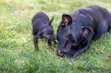 2 sevimli siyah köpek çubuk çiğniyor.
