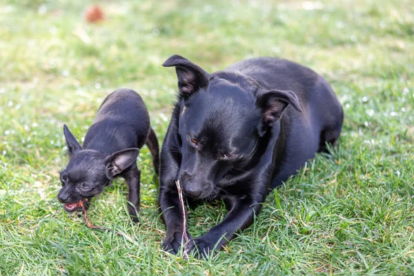 Lindos Perros Negros Masticando Palo — Foto de Stock
