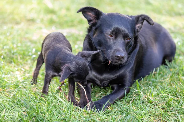 Lindos Perros Negros Masticando Palo — Foto de Stock