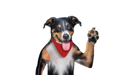 Merhaba elveda beşlik köpek, köpek göz kırpıyor. 