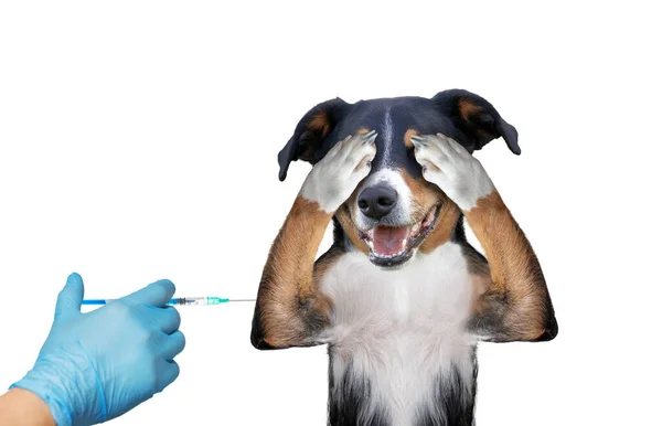 Vaccinera Hund Vit Bakgrund Dölja Täcker Ögat — Stockfoto