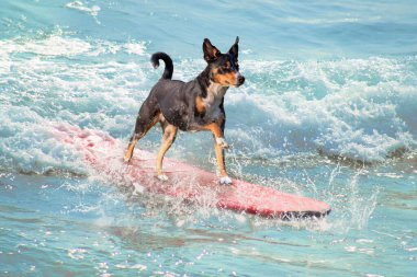 Sörf tahtasında köpek sörfü