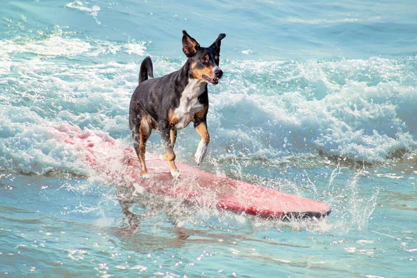 Sörf tahtasında köpek sörfü