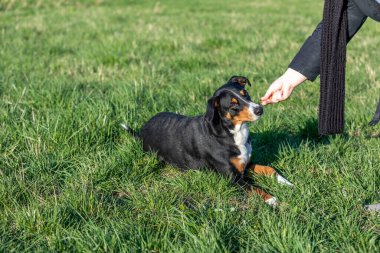 Eğitim ödülü. Sahibi, emir verdiği için köpeğine yemek veriyor..