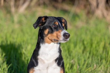 Appenzeller parktaki çim çayırındaki dağ köpeği.