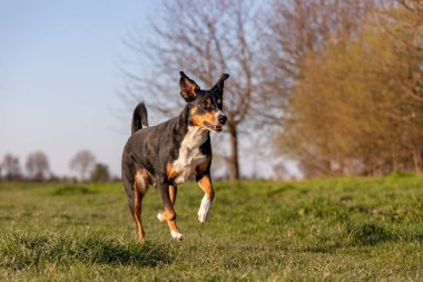 Güzel dağ köpeği parkta hızlı koşuyor.