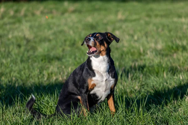 Appenzeller Sennenhund Perro Raza Pura Prado — Foto de Stock