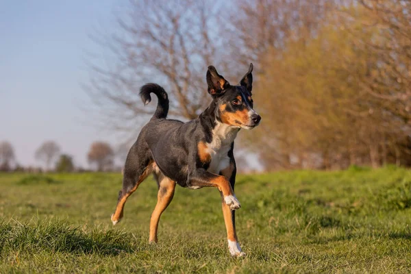 Vacker Fjällhund Springer Snabbt Parken — Stockfoto