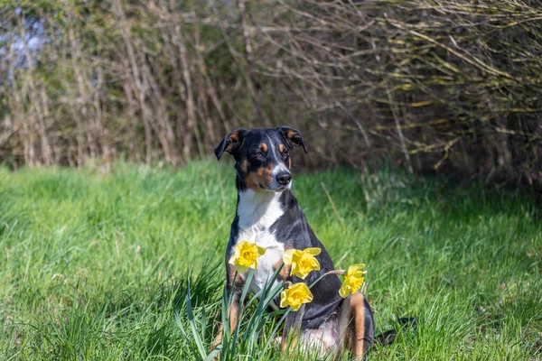 Portret Van Een Volwassen Hond Die Tussen Narcissen Zit — Stockfoto