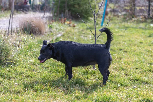 Little Black Dog Outdoors Green Grass Dog Mixed Labrador Retriever — Stock Photo, Image
