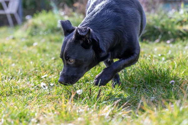 Een Jonge Labrador Hond Snuffelt Aan Het Gras Bladeren — Stockfoto
