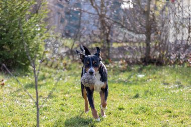 Appenzeller Sennenhund bir topla oynuyor