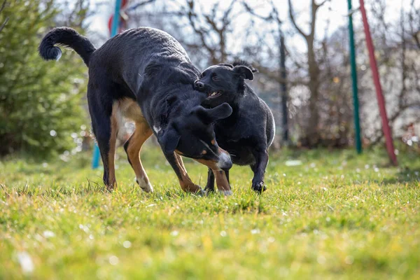 Appenzeller Mountain Собака Играет Лабрадором Смеси Щенка Открытом Воздухе — стоковое фото