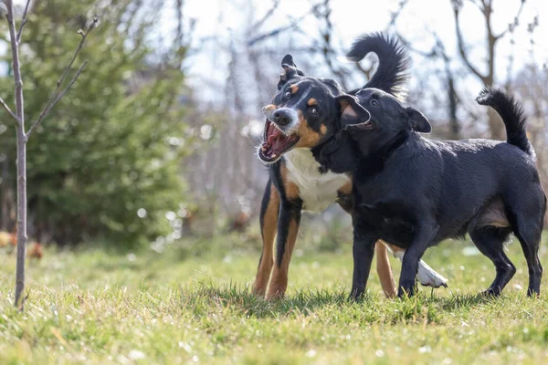 Pies Pasterski Appenzeller Bawi Się Zewnątrz Pewien Szczeniak Labrador Mix — Zdjęcie stockowe