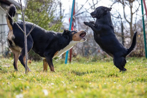 Appenzeller Dağın Köpek Açık Havada Bir Labrador Mix Köpekle Oynar — Stok fotoğraf