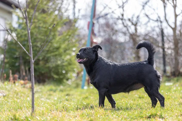 Chien Noir Dans Parc Journée Ensoleillée — Photo