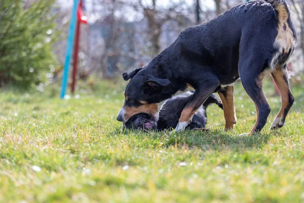 Appenzeller Mountain Dog Juega Con Cachorro Labrador Mix Aire Libre — Foto de Stock