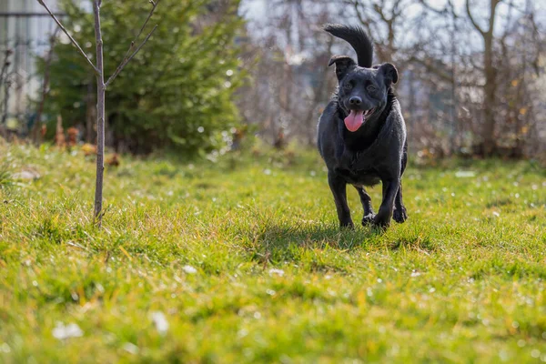 Een Kleine Zwarte Hond Rent Buiten Groen Gras — Stockfoto