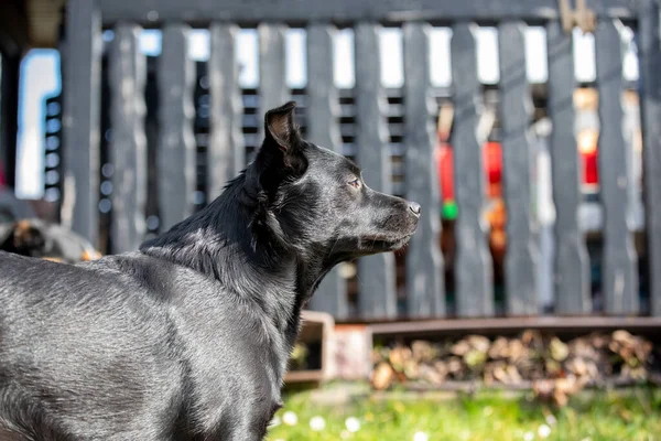 Perro Negro Parque Día Soleado — Foto de Stock