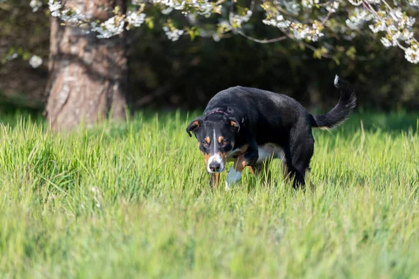 Chasse Chien Noir Dans Une Prairie Appenzeller Sennenhund — Photo