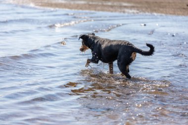 Tatlı Appenzeller dağ köpeği nehirde eğleniyor.