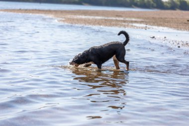 Tatlı Appenzeller dağ köpeği nehirde eğleniyor.