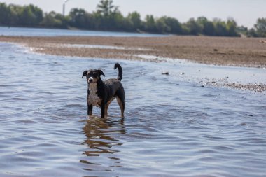 Tatlı Appenzeller dağ köpeği nehirde eğleniyor.