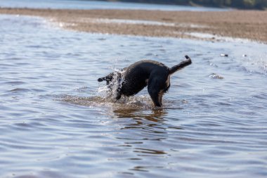 Tatlı Appenzeller dağ köpeği nehirde eğleniyor.