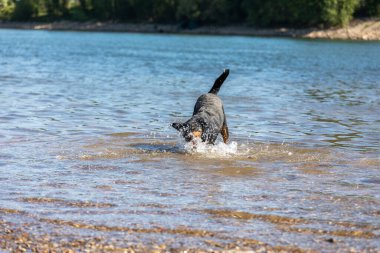 Tatlı Appenzeller dağ köpeği nehirde eğleniyor.