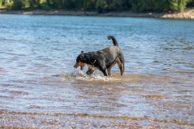 Tatlı Appenzeller dağ köpeği nehirde eğleniyor.