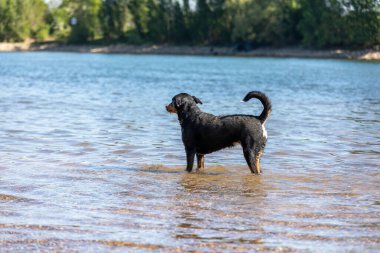 Tatlı Appenzeller dağ köpeği nehirde eğleniyor.