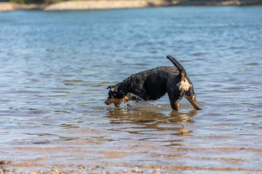 Tatlı Appenzeller dağ köpeği nehirde eğleniyor.