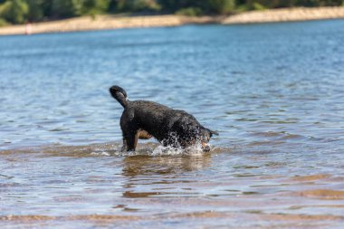 Tatlı Appenzeller dağ köpeği nehirde eğleniyor.