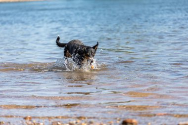 Tatlı Appenzeller dağ köpeği nehirde eğleniyor.