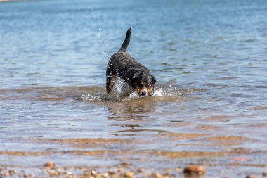 Tatlı Appenzeller dağ köpeği nehirde eğleniyor.