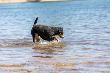 Tatlı Appenzeller dağ köpeği nehirde eğleniyor.