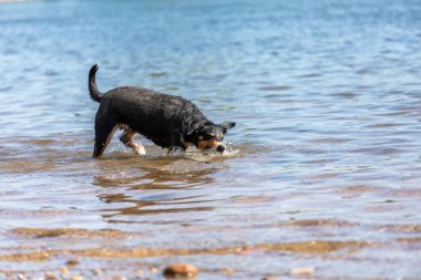 Tatlı Appenzeller dağ köpeği nehirde eğleniyor.