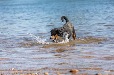 Tatlı Appenzeller dağ köpeği nehirde eğleniyor.