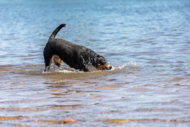 Tatlı Appenzeller dağ köpeği nehirde eğleniyor.