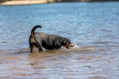 Tatlı Appenzeller dağ köpeği nehirde eğleniyor.