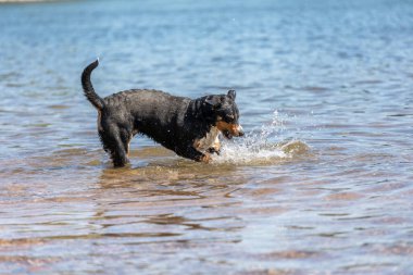 Tatlı Appenzeller dağ köpeği nehirde eğleniyor.