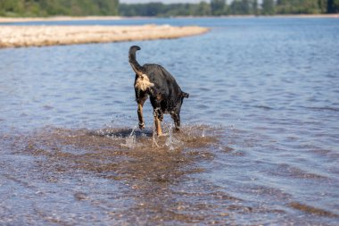 Tatlı Appenzeller dağ köpeği nehirde eğleniyor.