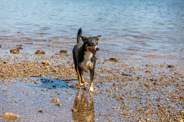 Perro Corriendo Playa Durante Día Soleado Appenzeller Sennenhund — Foto de Stock