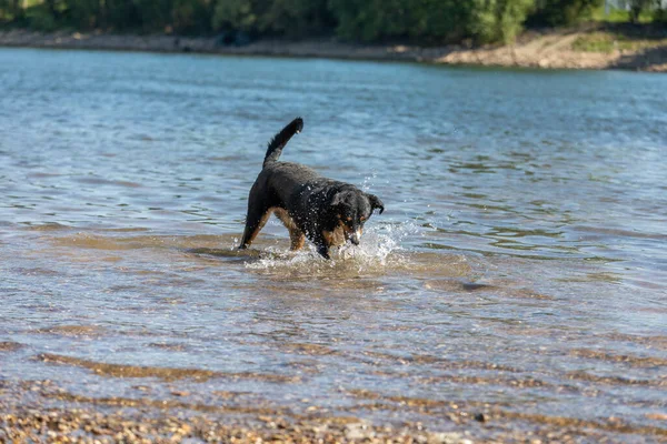 Tatlı Appenzeller dağ köpeği nehirde eğleniyor.
