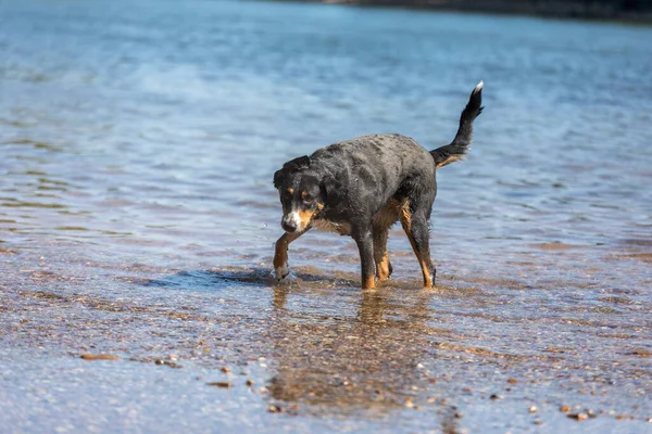 Lindo Appenzeller Perro Montaña Divierte Río — Foto de Stock