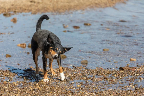 Perro Sacudiéndose Después Nadar Appenzeller Sennenhund — Foto de Stock