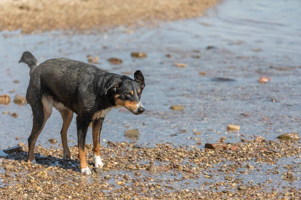Perro Sacudiéndose Después Nadar Appenzeller Sennenhund — Foto de Stock