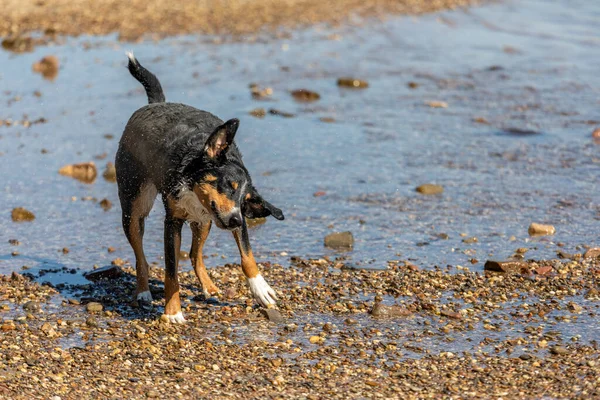 Perro Sacudiéndose Después Nadar Appenzeller Sennenhund — Foto de Stock